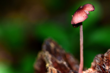 One small Shroom