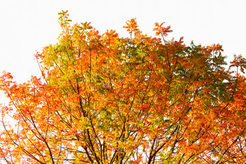 Seasonal concept: autumn tree