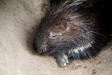 Malayan Porcupine , Scientific name Hystrix  brachyura