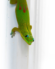 Gecko