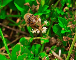 bee on clover