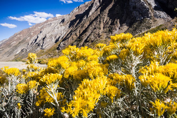 Chamisa wildflowers (Ericameria nauseosa) blooming on McGee Creek Valley; Eastern Sierra mountains fall landscape visible in the background; John Muir wilderness; California