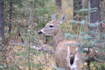White Tailed Deer in the Forest
