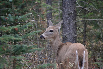 White Tailed Deer in the Forest