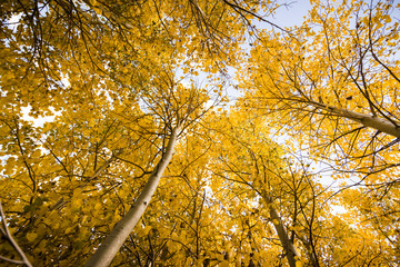 Looking up in a grove of aspen trees in the Eastern Sierras, in a sunny fall day; California