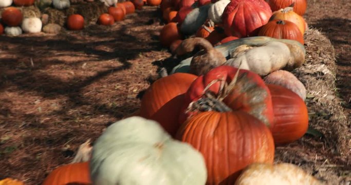 Pumpkins in a field - pumpkin patch 