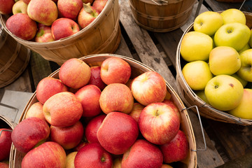 Apples Fresh Picked in a Bushel BASKET fresh food produce