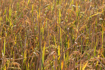 Golden Organic Paddy rice ready for harvest in field