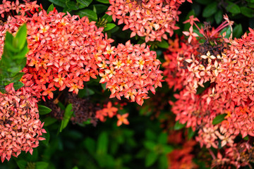 Beautiful Red spike flower,King Ixora blooming (Ixora chinensis) and green leaves. spike flower in...