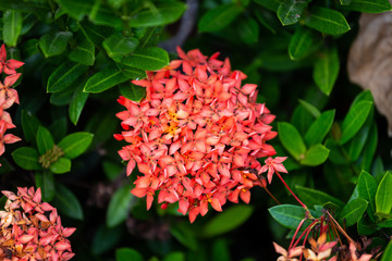 Beautiful Red spike flower,King Ixora blooming (Ixora chinensis) and green leaves. spike flower in...