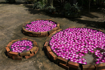 Gardening decorations with purple orchid floating on the water.