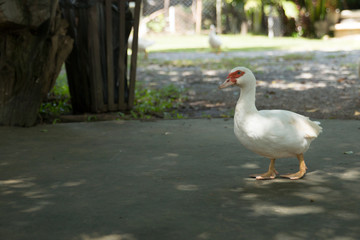 The duck in farm animal. Livestock of duck.