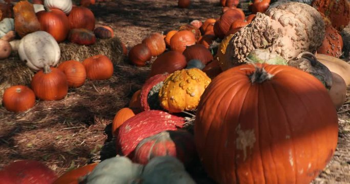 Pumpkins in a field - pumpkin patch 