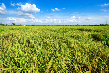 Beautiful green cornfield with fluffy clouds sky background.