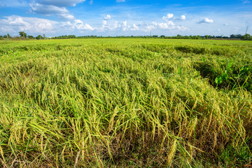 Beautiful green cornfield with fluffy clouds sky background.