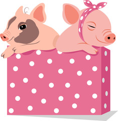 two funny pigs in a box. year of pig