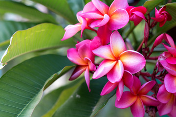 Frangipani Tropical Spa Flower. Plumeria flower on plant