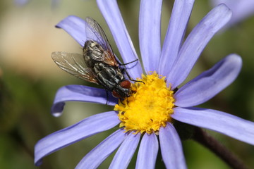 Close up of a large fly drinking nectar and helping pollinate the flower.