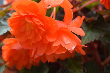 Scarlet color flowers of Begonia in cloudy weather