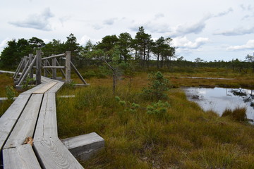 wooden flooring bridge of planks in a swamp in a forest in a park in Latvia. Kemeri National Park.