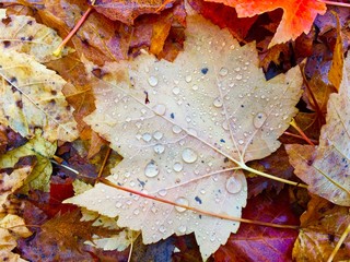 Fallen Maple leaves with dew