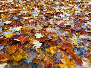 Golden vibrant Mushy fall leaves on the ground in a forest 