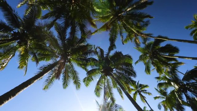 Majestic video underneath palm trees in Hawaii facing the sky while turning in a circle. Sun flaring in the background underneath huge trees. Bright blue sky is above.