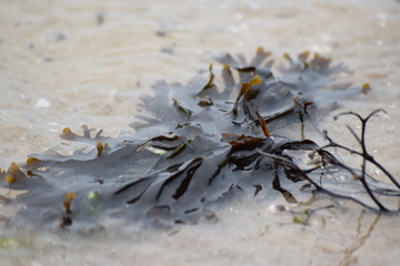 wet seaweed on the sand in seawater macro