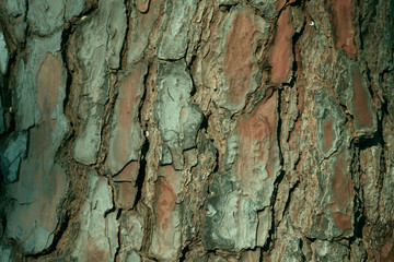 Background texture of the bark of an old brown tree. The concept of nature. Cropped shot, close-up, vertical, side view