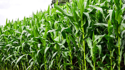 Obraz premium Corn farm on mountain , chiangmai province , north of thailand , landscape