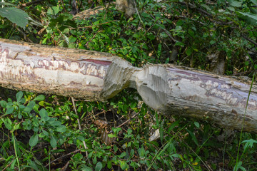 Tree trunk chewed by a beaver
