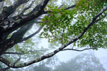 霧に包まれる森
