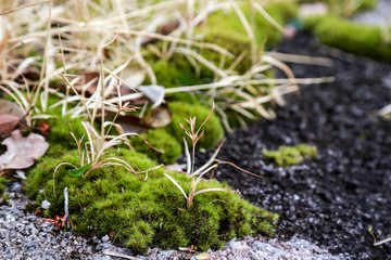Green mos on the rock
