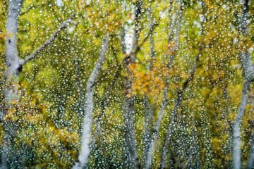 Drops of rain on the window, colorful trees on the background;