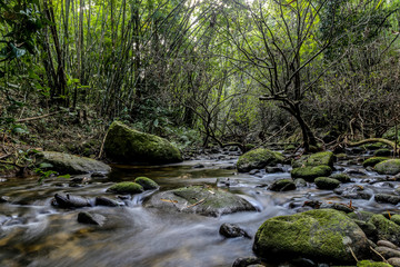 Mountain stream in Moss forest