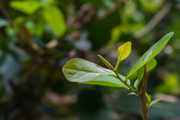 Young trees in the spring forest, fresh air and good mood.