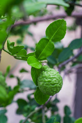 Bergamot is a plant in the genus Orange with a dark green fruit resembling lime rugged skin.