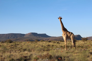 Lone giraffe standing on grasslands in the central Karoo of South Africa.