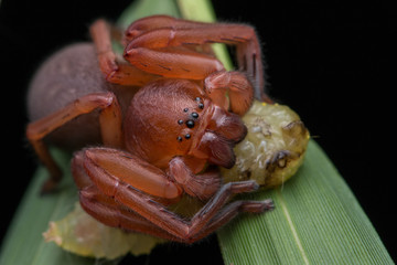 Hunstman Spider on green Leaves , Beautiful Spider in Sabah, Borneo ( Selective Focus)