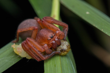 Hunstman Spider on green Leaves , Beautiful Spider in Sabah, Borneo ( Selective Focus)