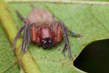 Hunstman Spider on green Leaves , Beautiful Spider in Sabah, Borneo ( Selective Focus)