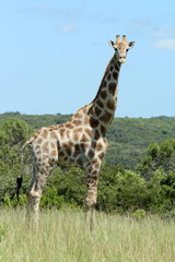 A close up of a lone giraffe standing in grasslands surrounded by bush..