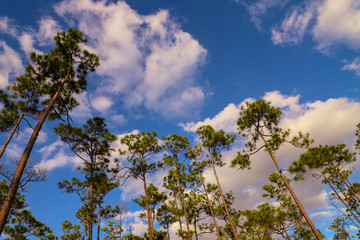 The tops of the pines against the blue sky and white clouds