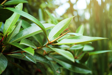 Branch of mangrove apple or Sonneratia alba, cork tree in the mangroves forest with sunlight ray in tropical at Thailand