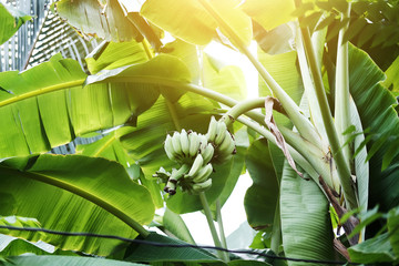 Obraz premium Branch of green bananas and banana green leaves in sunlight ray. Cultivated banana and Tropic fruit.