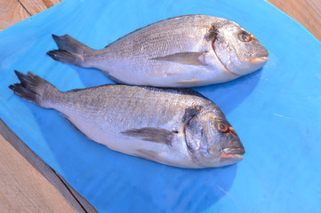 two dorado fish on a blue glass