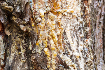 yellow fossil resin in the damaged area of the wood, the pine tree and damaged