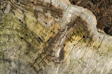 Cut tree stump with insect damage texture