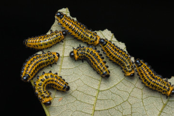 A group of sawfly larva on leaves (selective focus) 
