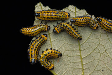 A group of sawfly larva on leaves (selective focus) 